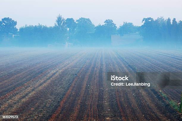 Pole - zdjęcia stockowe i więcej obrazów Drzewo - Drzewo, Fotografika, Gleba