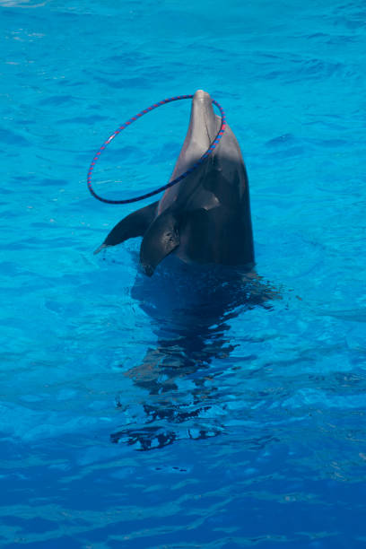 istock Dolphin catches big hoop and plays with it 1610295844