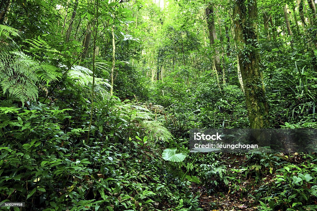 jungle Beauty In Nature Stock Photo