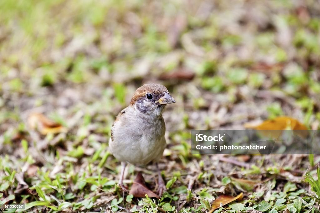 tree sparrow tree sparrow in natural habitat Animal Stock Photo