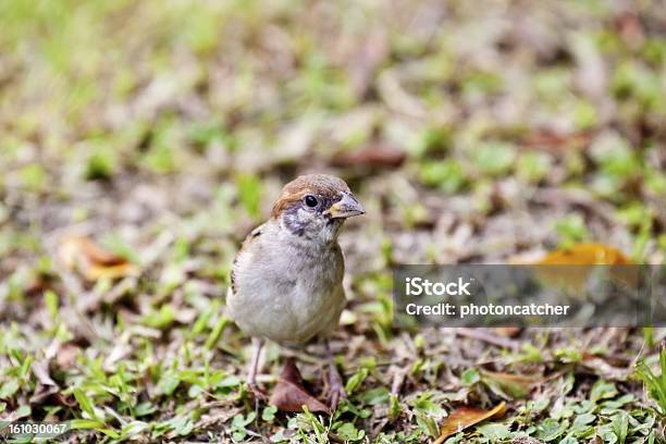 Tree Sparrow Stock Photo - Download Image Now - Animal, Animal Wildlife, Bird