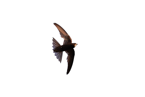 Common swift bird in flight isolated on white background (Apus apus)