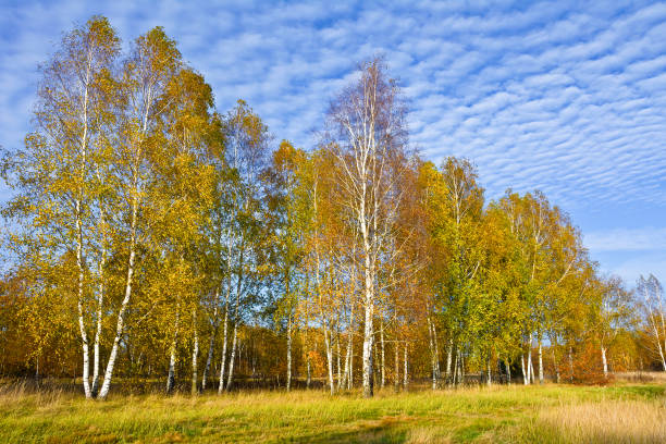 istock Birch grove in autumn on a sunny afternoon 1610311207