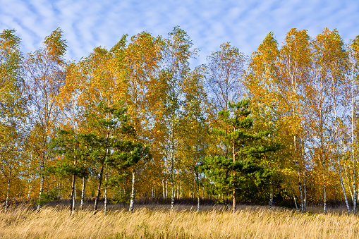 Birch grove in autumn on a sunny day