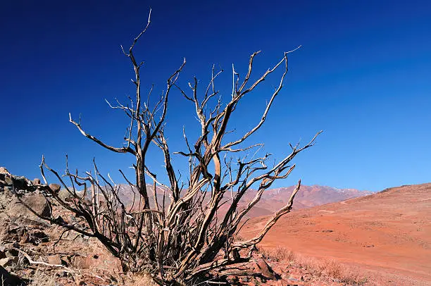 Dry bush, waiting for the single rain day in the Atacama desert in the Chilenean Andes. Near the ESA La Silla observatory.