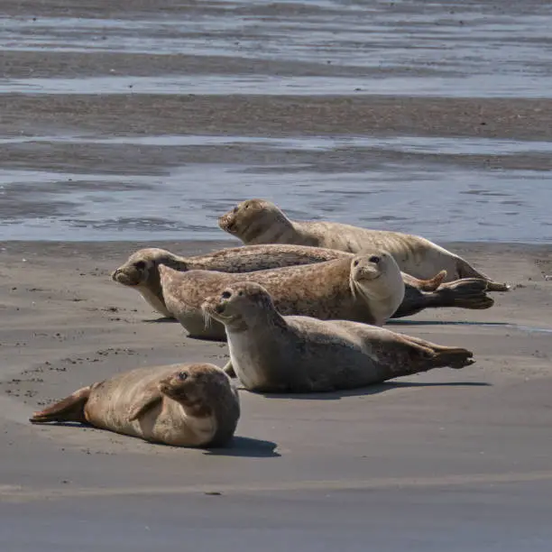 Seals on a sandbank in the Wadden Sea