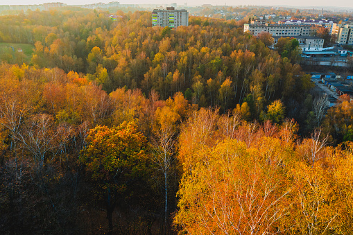 Autumn forest aerial view.