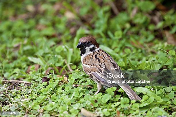 Baum Sparrow Stockfoto und mehr Bilder von Fotografie - Fotografie, Horizontal, Natur
