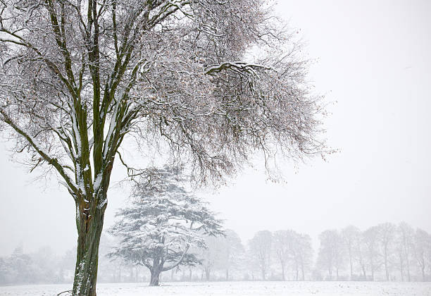 istock Winter landscape with trees covered in snow 161034552