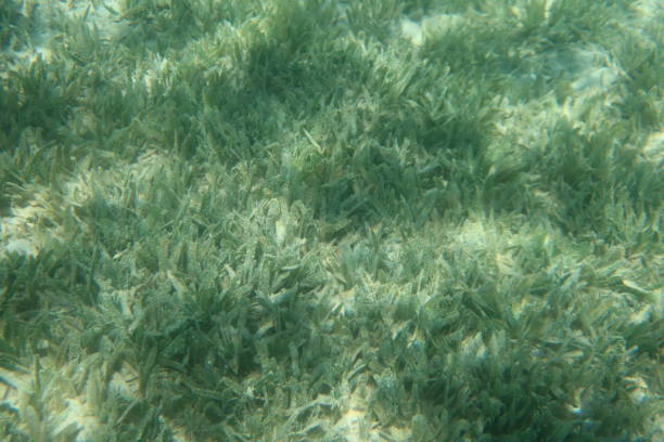 herbes sous-marines et récif dans l’eau turquoise du ras shitan dans la ville de nuweiba dans le sinaï en egypte - red sea taba sand reef photos et images de collection