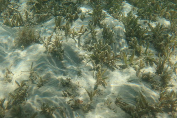 herbes sous-marines et récif dans l’eau turquoise du ras shitan dans la ville de nuweiba dans le sinaï en egypte - red sea taba sand reef photos et images de collection