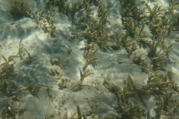 エジプトのシナイ半島のヌウェイバ市のラスシタンのターコイズブルーの海の水中ハーブとサンゴ礁 - red sea taba sand reef ストックフォトと画像