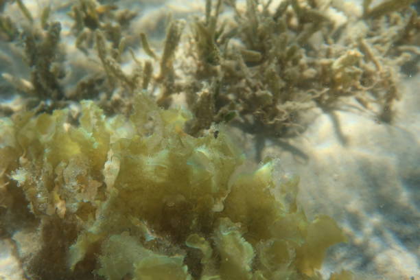 herbes sous-marines et récif dans l’eau turquoise du ras shitan dans la ville de nuweiba dans le sinaï en egypte - red sea taba sand reef photos et images de collection