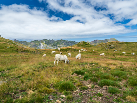 Cows grazing in the mountains