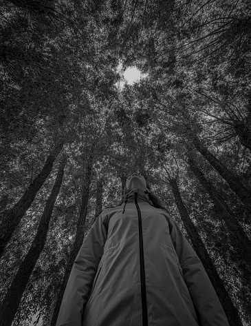 Low angle view of a person standing against trees in forest