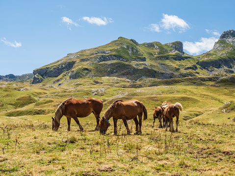 Horses grazing in the mountains. Pyrenees, France.