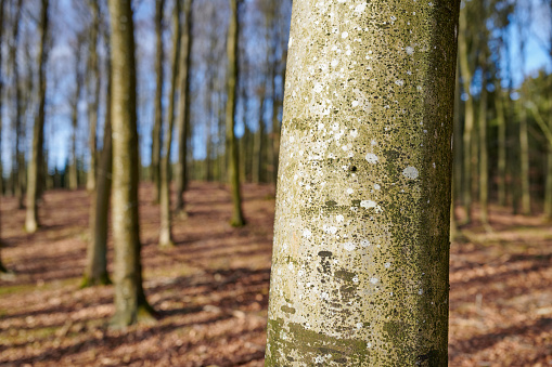 Hardwood forest uncultivated