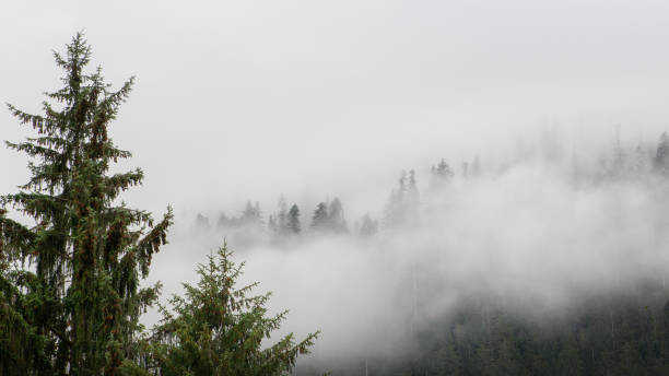 istock Foggy morning in the forest 1610395989
