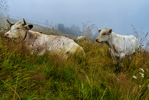 pasture with animals in summer sunny day in New Zealand