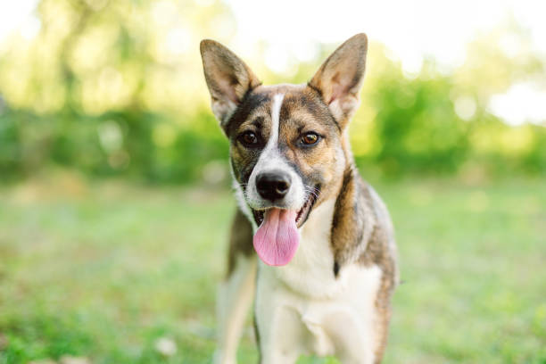 istock mixed breed dog with large floppy ears looking at the camera 1610406269