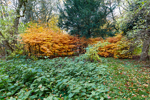 A photo of autumnAutumn - natural background