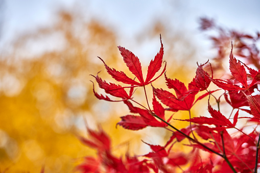 A photo of autumnAutumn - natural background