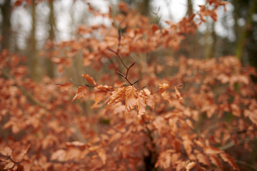 A photo of autumnAutumn - natural background