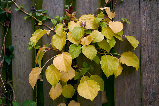 Green ivy is rambling at the facade