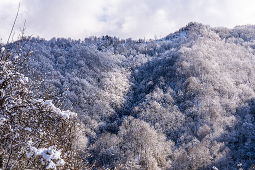 Snowy trees on the Nord Italians mountains in winter