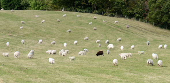 On black sheep in a field of white sheep concept of standing out in a crowd