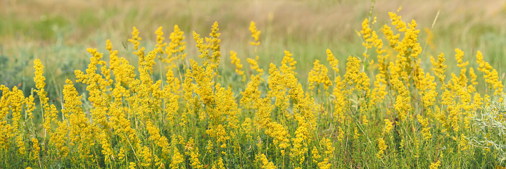 field of goldenrod