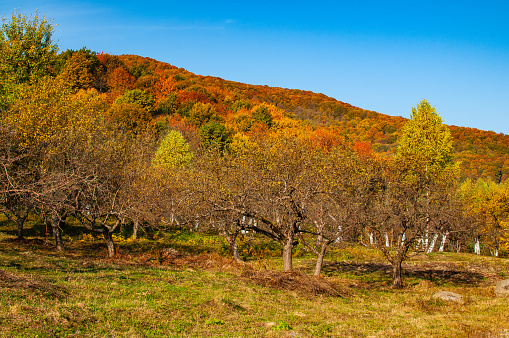 Autumn landscape in the mountains. Colorful trees in the forest.