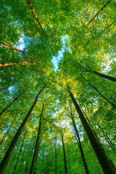 istock Springtime forest with setting sun shining through leaves and branches. Nature, forestry, Trees, habitat, environment and sustainability concepts, 1610460259