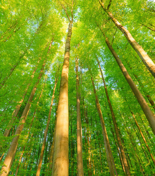 istock Springtime forest with setting sun shining through leaves and branches. Nature, forestry, Trees, habitat, environment and sustainability concepts, 1610462293