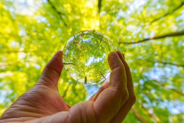 istock Springtime forest with setting sun shining through leaves and branches. Nature, forestry, Trees, habitat, environment and sustainability concepts, 1610462803