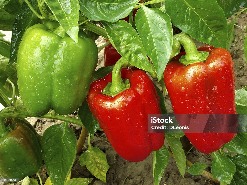 pepper plant red and green peppers growing in a garden Pepper - Vegetable Stock Photo