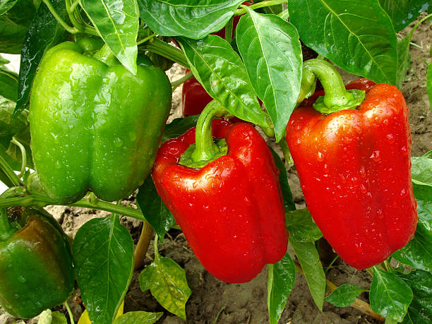 pepper plant red and green peppers growing in a garden bell pepper stock pictures, royalty-free photos & images