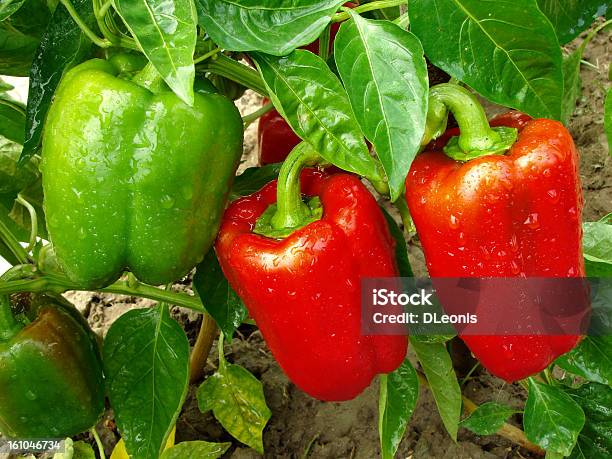 Pepper Plant Stock Photo - Download Image Now - Pepper - Vegetable, Plant, Bell Pepper