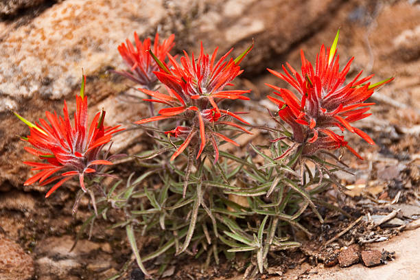 Indian Paintbrush Growing in Red Rocks The 200 species of Castilleja are commonly known as Indian Paintbrush. These annual and perennial plants are native to the western part of the Americas from Alaska south to the Andes, northern Asia, and one species as far west as the Kola Peninsula in northwestern Russia. These plants are classified in the broomrape family. They are considered a parasitic plant which grows on the roots of grasses and forbs. The name honors the Spanish botanist Domingo Castillejo. In Northern Arizona they can be found in open meadows among the grasses they need to thrive. These Castilleja were photographed near the Canyon Overlook Trail in Zion National Park, Utah, USA. jeff goulden zion national park stock pictures, royalty-free photos & images