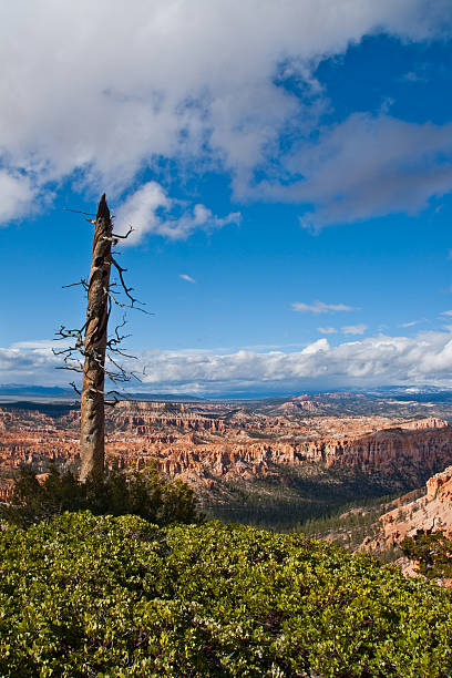 Manzanita Bushes and Dead Snag on Bryce Canyon Rim Bryce Canyon is famous for its tall thin spires of rock known as hoodoos. Hoodoos start with an initial deposition of rock. Then over time the rock is uplifted then eroded and weathered. Hoodoos typically consist of relatively soft rock topped by harder, less easily eroded stone that protects each column from the weather. Hoodoos generally form within sedimentary rock such as sandstone. These hoodoos were photographed from Bryce Point in Bryce Canyon National Park, Utah, USA. jeff goulden mojave desert stock pictures, royalty-free photos & images