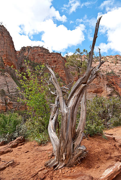 Weathered Juniper Tree Zion Canyon is a unique and different experience than the Grand Canyon. At Zion, you are standing at the bottom looking up where at the Grand Canyon you are at the top looking down. Zion Canyon is mostly made up of sedimentary rocks, bits and pieces of older rocks that have been deposited in layers after much weathering and erosion. These rock layers tell stories of an ancient ecosystem very different from what Zion looks like today. About 110 – 200 million years ago Zion and the Colorado Plateau were near sea level and were close to the equator. Since then they have been uplifted and eroded to form the scenery we see today. Zion Canyon has had a 10,000-year history of human habitation. Most of this history was not recorded and has been interpreted by archeologists and anthropologist from clues left behind. Archeologists have identified sites and artifacts from the Archaic, Anasazi, Fremont and Southern Paiute cultures. Mormon pioneers settled in the area and began farming in the 1850s. Today, the descendants of both the Paiute and Mormons still live in the area. On November 19, 1919 Zion Canyon was established as a national park. Like a lot of public land, the Zion area benefited from infrastructure work done during the Great Depression of the 1930’s by government sponsored organizations like the Civil Works Administration (CWA) and the Civilian Conservation Corps (CCC). During their nine years at Zion the CWA and CCC built trails, parking areas, campgrounds, buildings, fought fires and reduced flooding of the Virgin River. This juniper tree was photographed from the Canyon Overlook Trail in Zion National Park near Springdale, Utah, USA. jeff goulden mojave desert stock pictures, royalty-free photos & images
