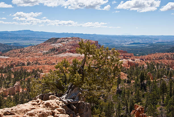 Juniper Tree and Canyon Bryce Canyon is famous for its tall thin spires of rock known as hoodoos. Hoodoos start with an initial deposition of rock. Then over time the rock is uplifted then eroded and weathered. Hoodoos typically consist of relatively soft rock topped by harder, less easily eroded stone that protects each column from the weather. Hoodoos generally form within sedimentary rock such as sandstone. These hoodoos were photographed from the Queen's Garden Trail in Bryce Canyon National Park, Utah, USA. jeff goulden bryce canyon national park stock pictures, royalty-free photos & images