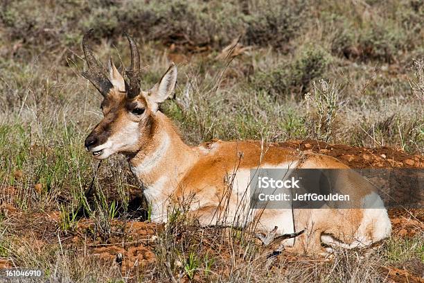 Pronghorn Antelope Resting In The Meadow Stock Photo - Download Image Now - Animal, Animal Behavior, Animal Wildlife