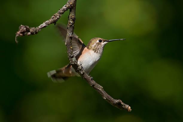 istock Hummingbird Taking Off From a Branch 161046961
