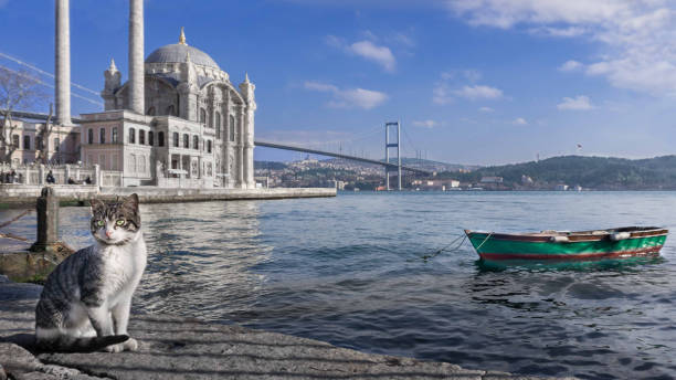 이스탄불의 상징적인 도시 풍경. 마르마라 해, 보스포러스 해협 다리, 그랜드 메시디예 모스크 사진. - ortakoy mosque bridge bosphorus istanbul 뉴스 사진 이미지