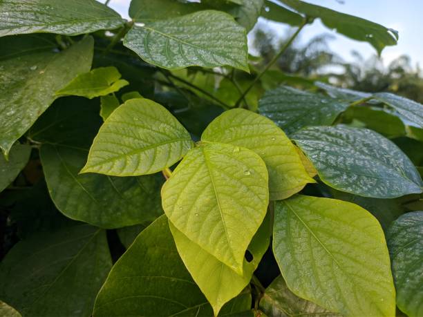 istock Mucuna bracteata plants in the morning 1610497957