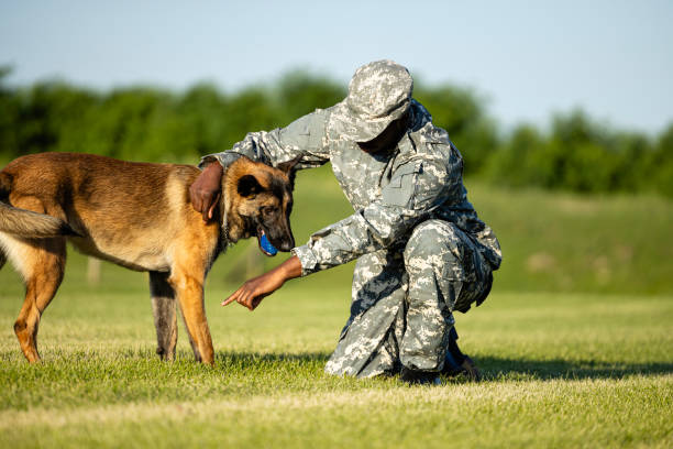 istock Soldier in camouflage uniform playing with service dog at training camp. 1610500222