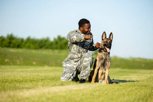 солдат дрессирует военную собаку в учебном лагере. - sergeant military training camp armed forces military стоковые фото и изображения