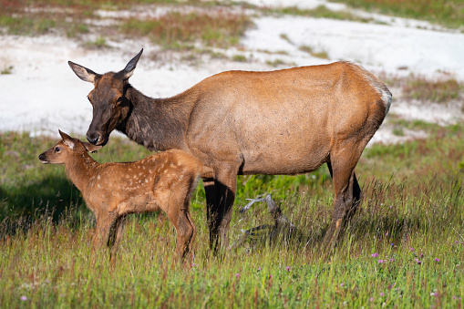 Elk in Yellowstone National Park