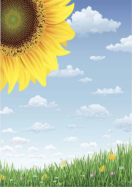 Vector illustration of Sunflower Grass and Sky with Summerclouds